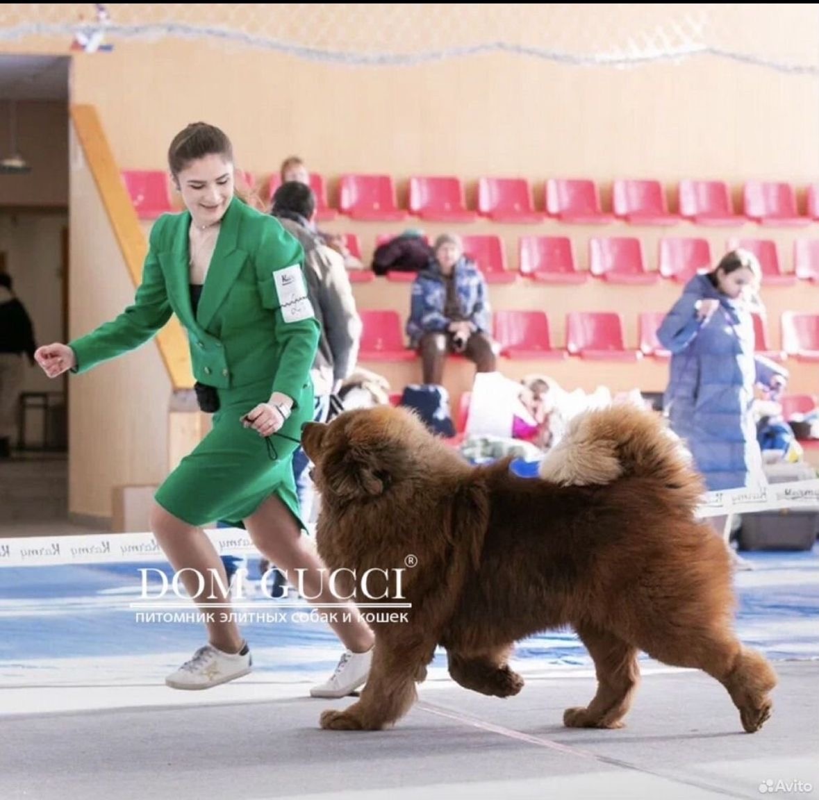 Тибетский мастиф Тор на пути к юного титулу чемпиона.