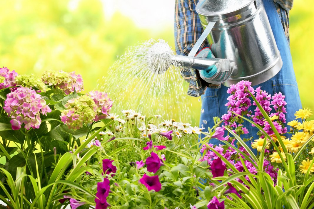 Источник фото: https://fertika.com/blog/for-garden/osnovy-ukhoda-za-tsvetami/