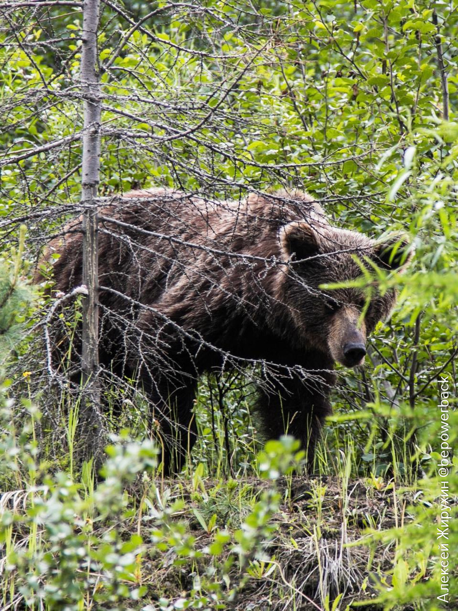 Эй, человек! А ты точно знаешь, кто перед тобой? 
