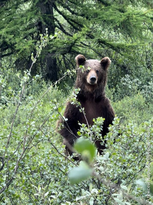 А ну-ка, кто тут у нас? Взгляд этого исполина пробирает до мурашек, не правда ли?