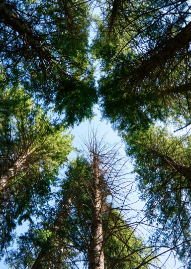 Одиночество как зеркало души: почему мы бежим от тишины себя