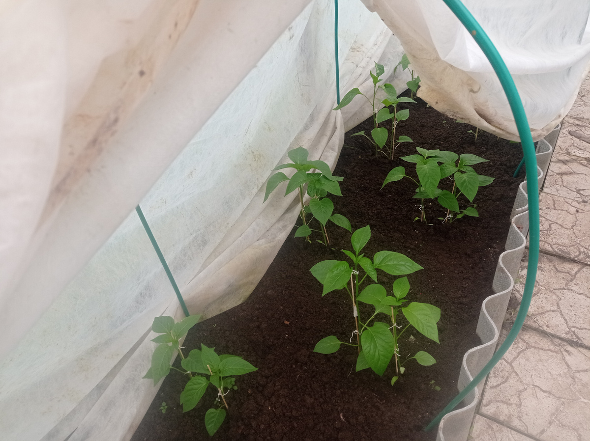 Вот так выглядят перцы