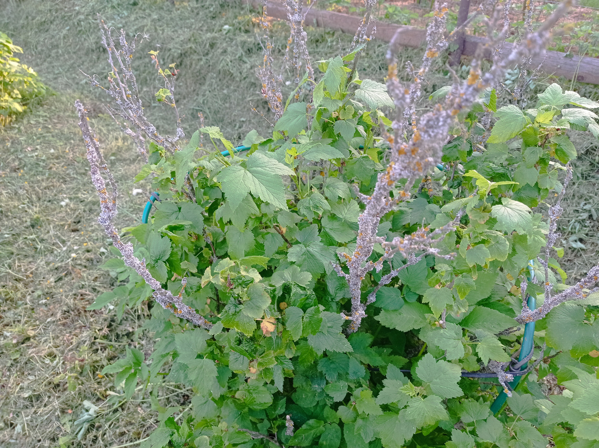 Вот так вяглядят несколько кустиков черной смородины - очень много сухих веток, хотя осенью кусты были обработаны