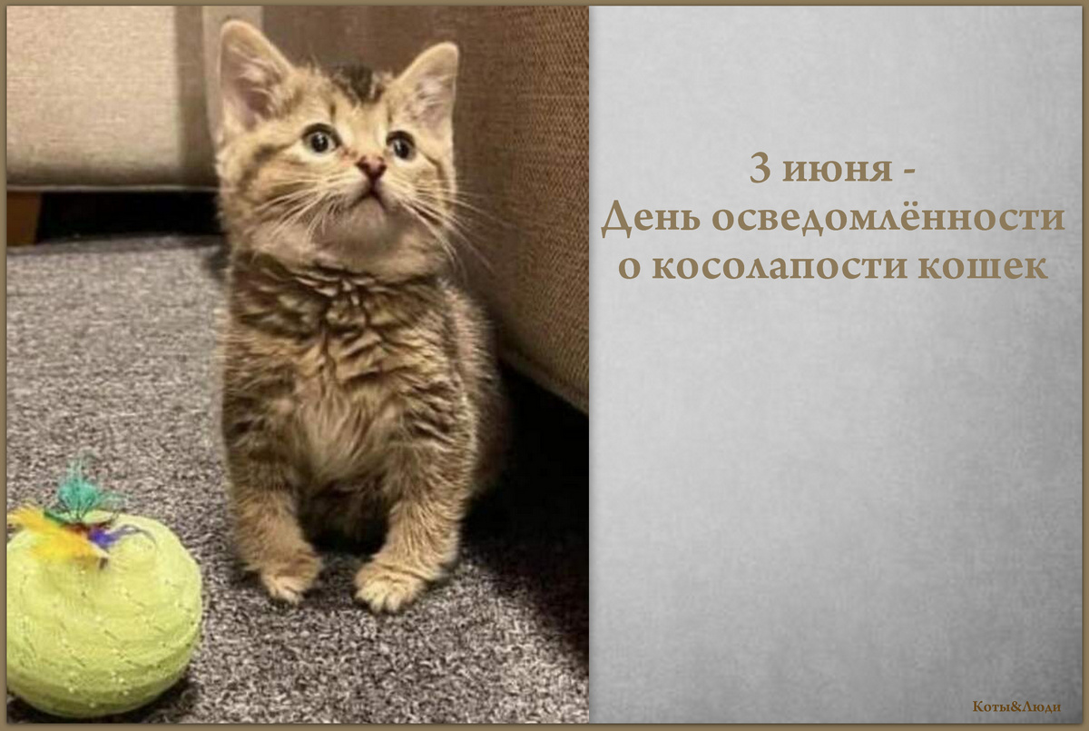 Коллаэ автора. Использовано фото: https://gameguru.ru/publication/hozyayka_pokazala_svoyu_kosolapuyu_koshku_kotoraya_umilyaet_nesmotrya_na_vrojdennye_zabolevanya/