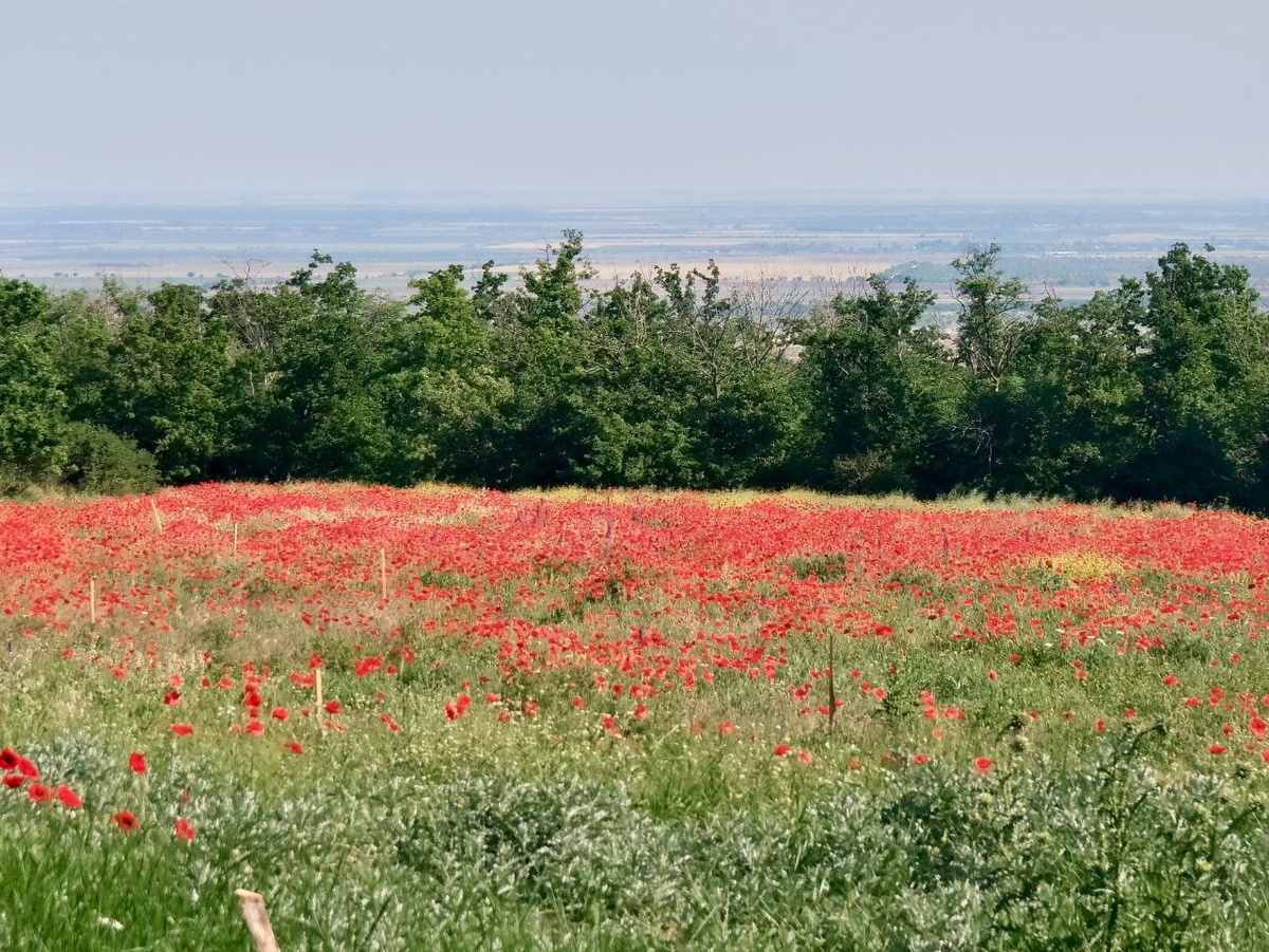 Это не маковое поле, а новая сосновая посадка. Сосенки совсем маленькие пока