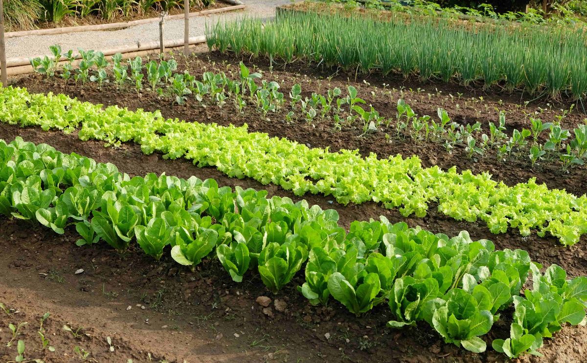 Огород - это состояние души 