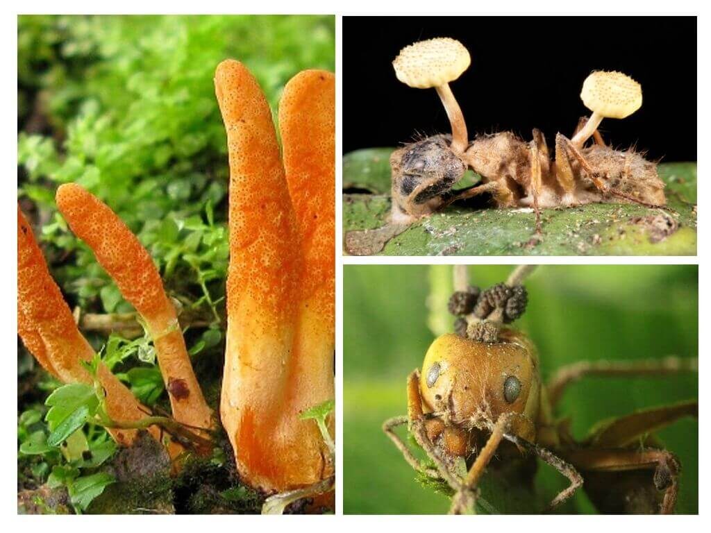 Грибы рода Cordyceps известны тем, что захватывают насекомых и превращают их в зомби...