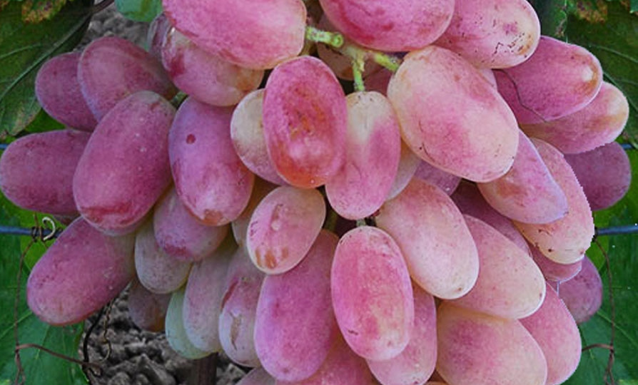 Три сорта винограда КОТОРЫЕ МЕНЯ ЗАИНТЕРСОВАЛИ. Смотрите комментируйте.