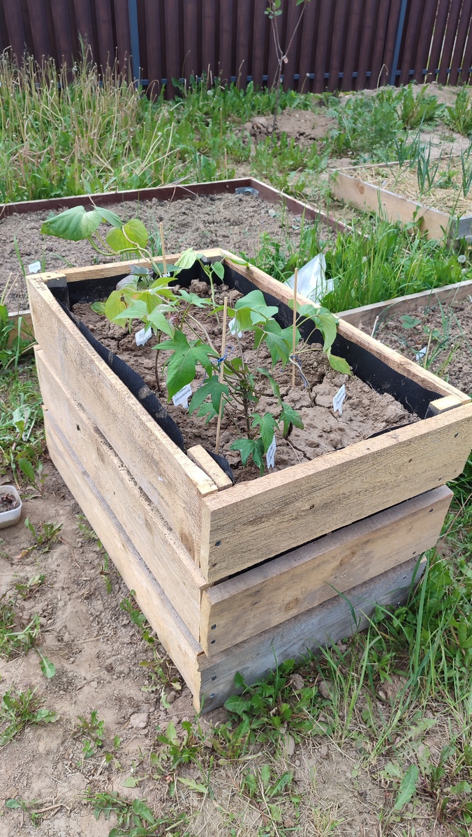 Хорошо видно глиняную корку, которую нужно регулярно рыхлить