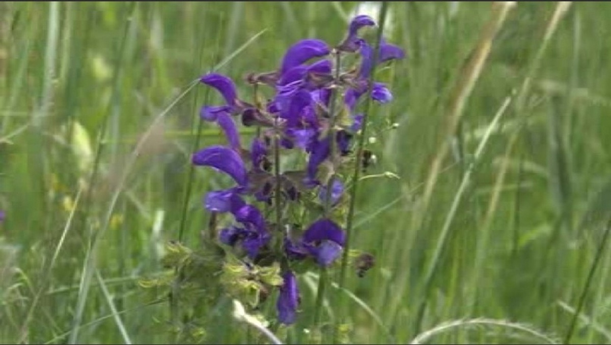    Курские степи утопают в яркой палитре цветов