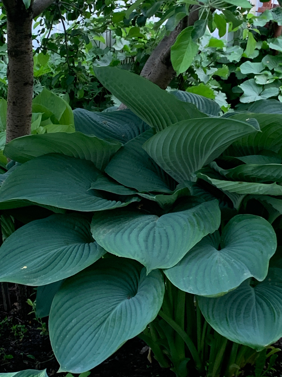 Хоста Empress Wu