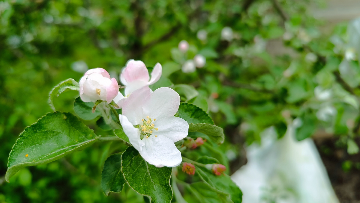 Цветы яблони. 
