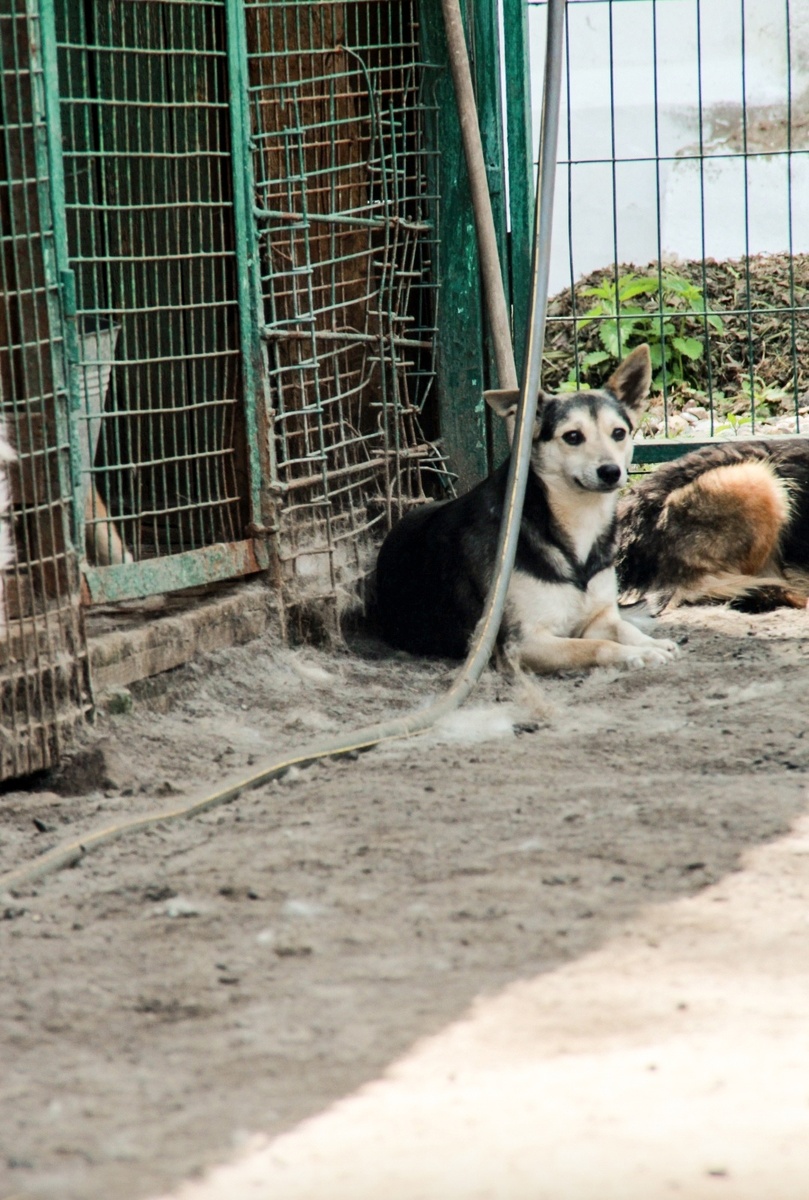Многим жалко идти в приют, но от этого тем более ничего в их жизни не поменять