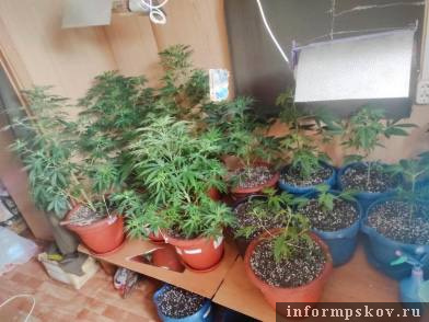 Фото здесь и далее: пресс-служба УМВД России по Псковской области