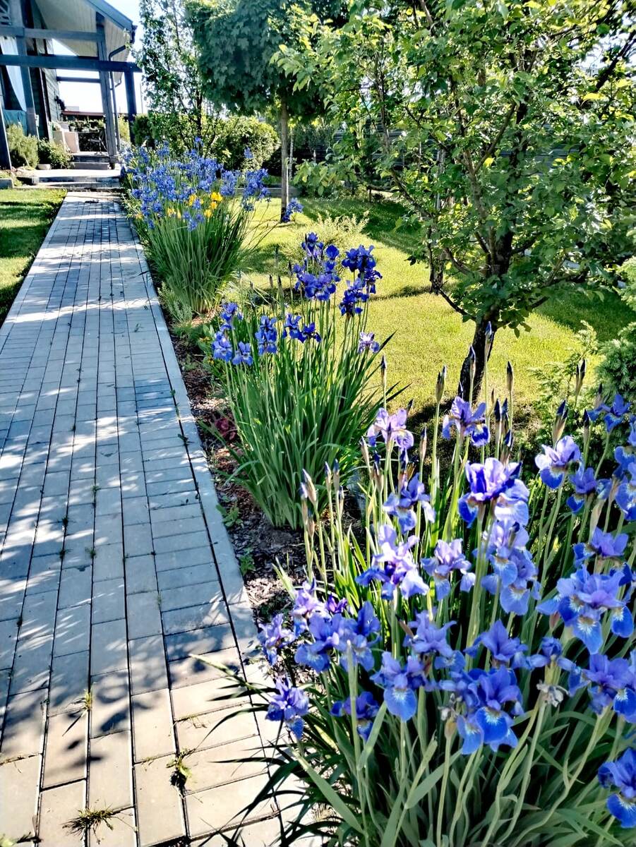 Ирис Сибирский