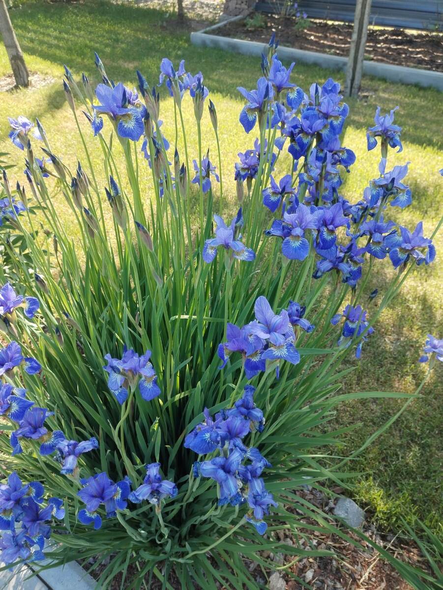 Ирис Сибирский