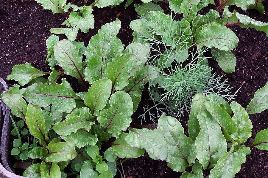 Свёкла на открытой грядке.