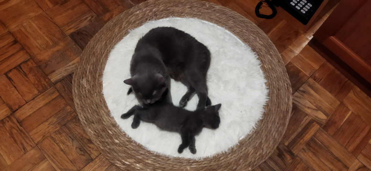 Материнский инстинкт