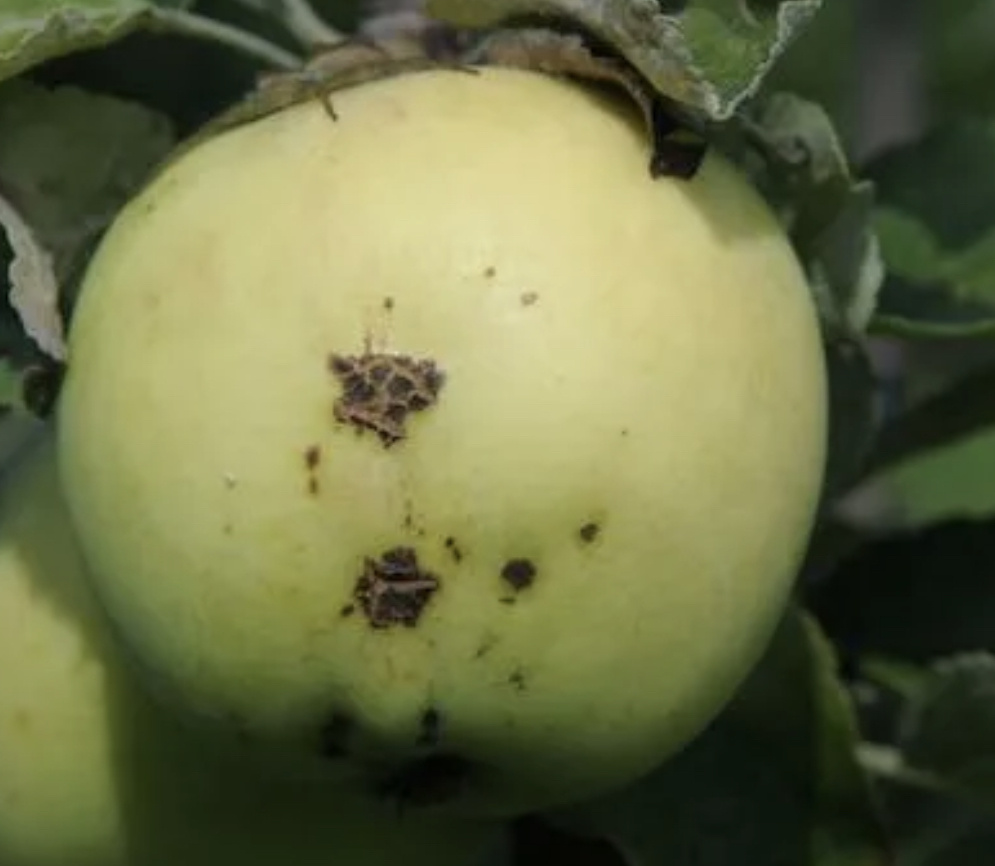 Яблоко с паршой - не съедобно