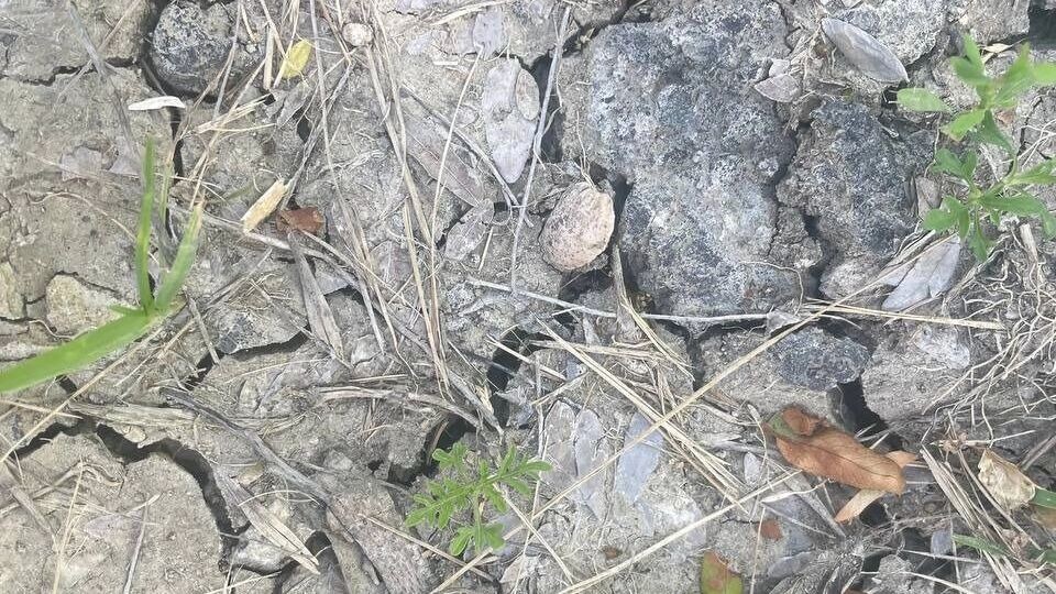     Источник: rostovgazeta.ru