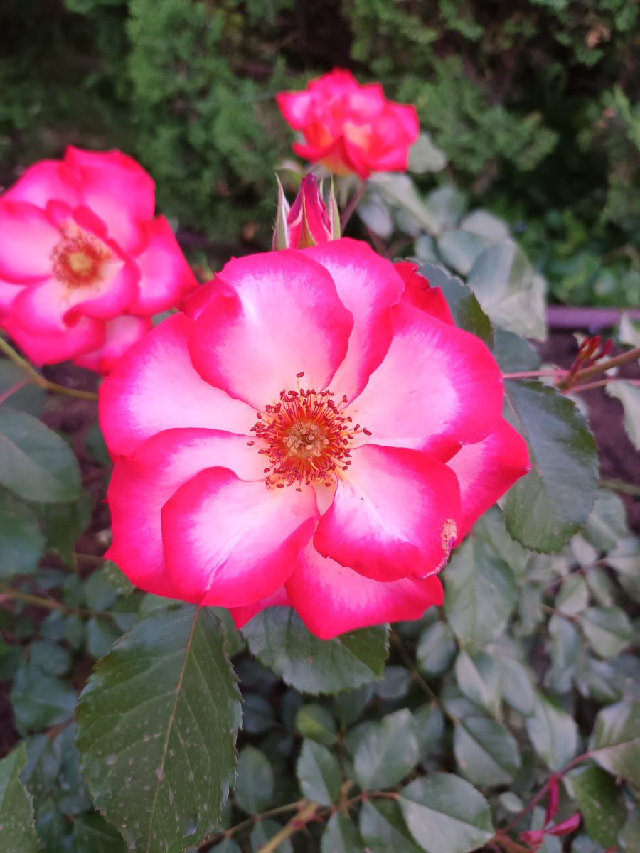 Бетти Буп, мускусная.