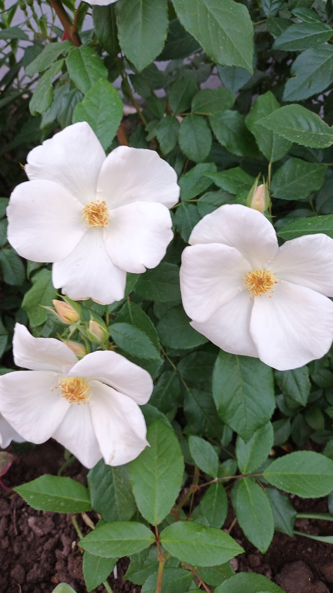 Салли Холмс, мускусная.