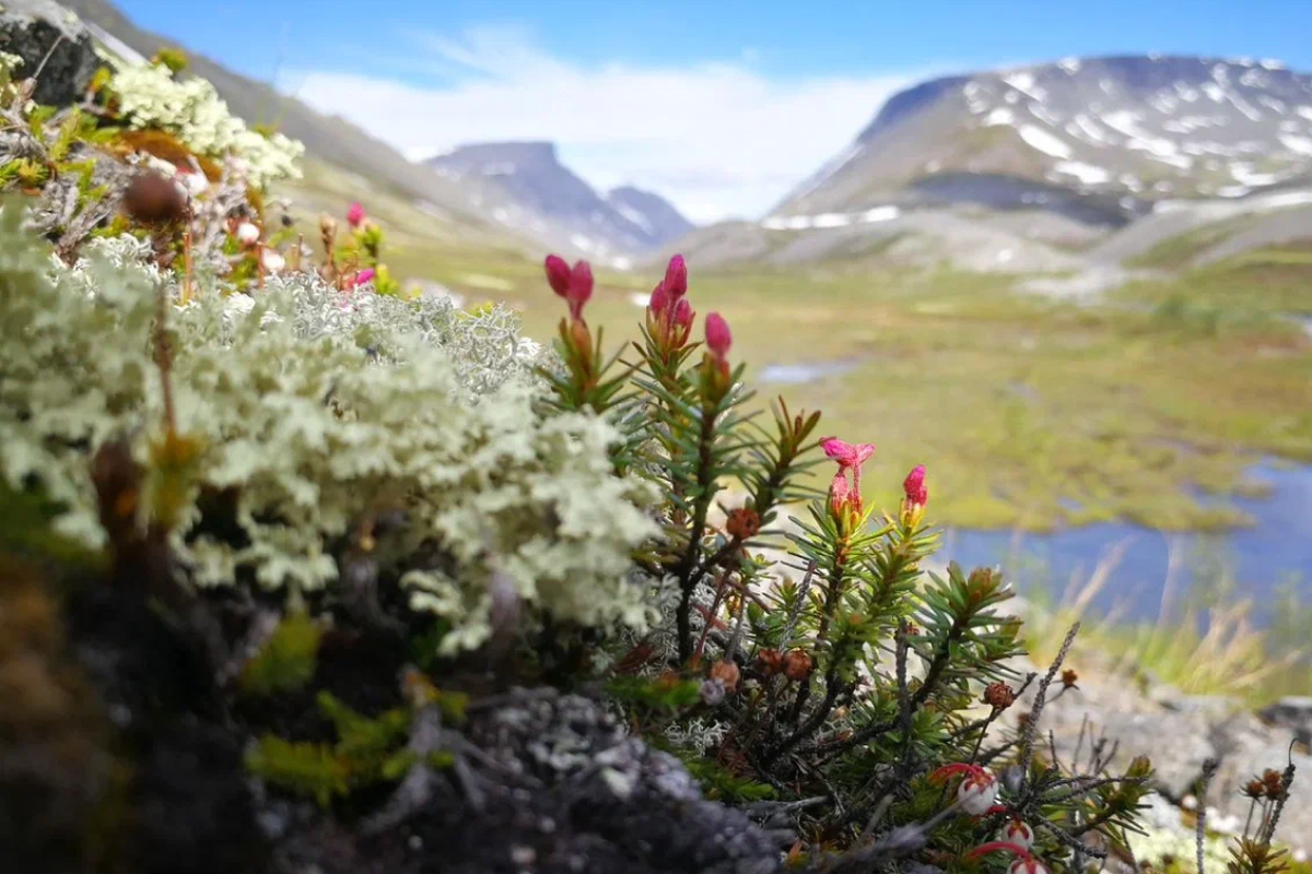 
Полярный день в Арктике