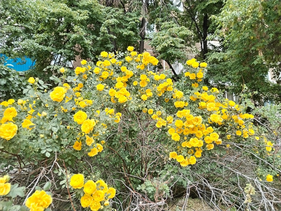 Желтый шиповник или роза (Фото автора)