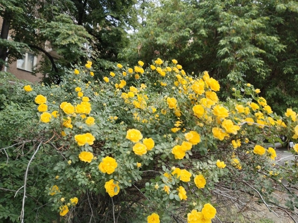 Желтый шиповник или роза