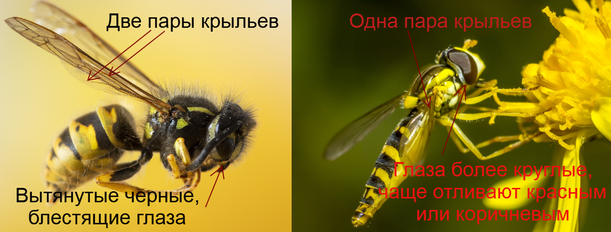 Отличие журчалки от осы. Слева оса, справа журчалка