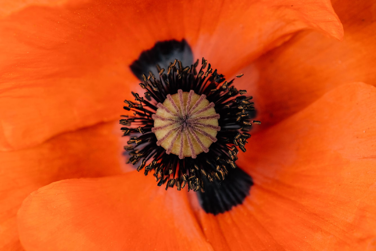 Фотосток Unsplash - https://unsplash.com/photos/heres-a-short-caption-for-the-image-close-up-of-an-orange-poppy-flower-R-X4ZpQCw5g?utm_content=creditShareLink&utm_medium=referral&utm_source=unsplash