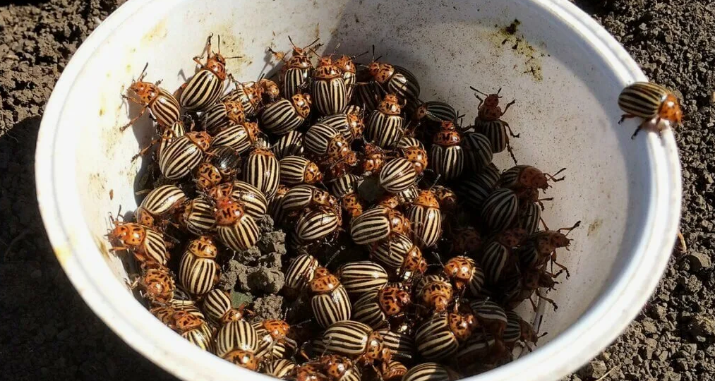 У нас в деревне давно знают, как легко (за 8-10 минут) справиться с колорадскими жуками на картошке