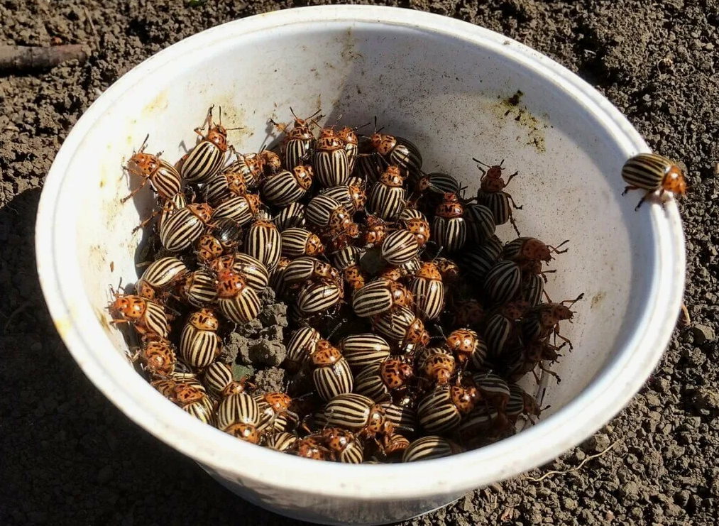 Собранные жуки