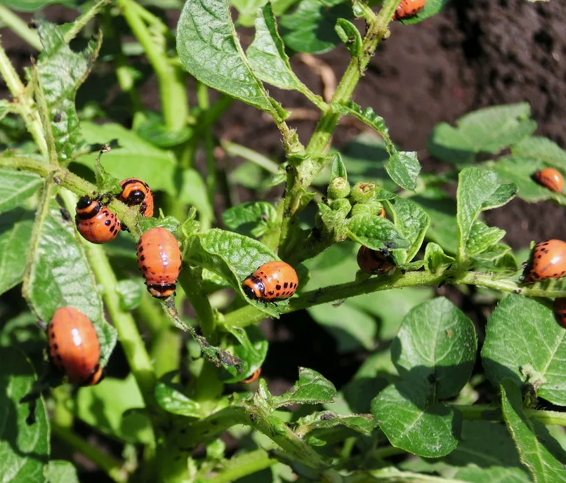 Молодые жуки на картошке