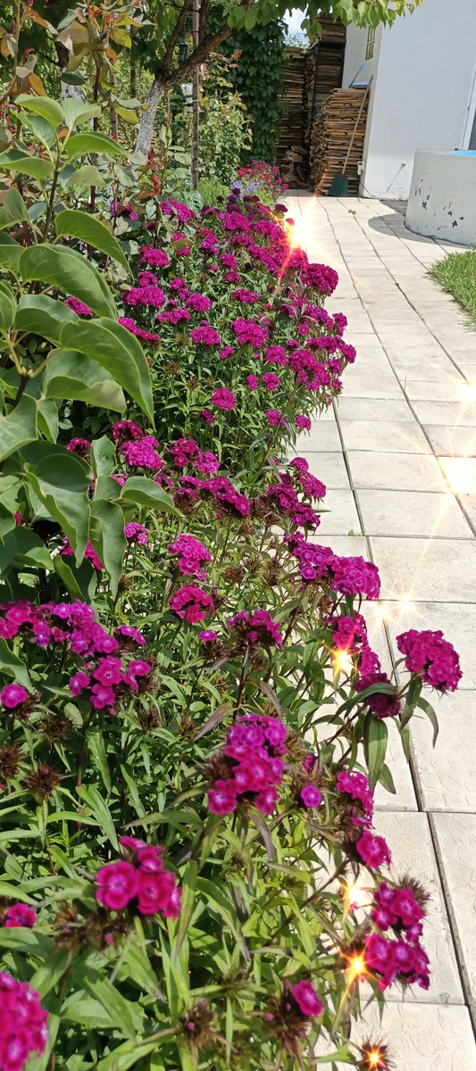 Это турецкая гвоздика "фиолетовая гора" посаженная 3 года назад, теперь сама сеятся, но возможно из за других гвоздих переопыляется и выдаёт интересные окраски.