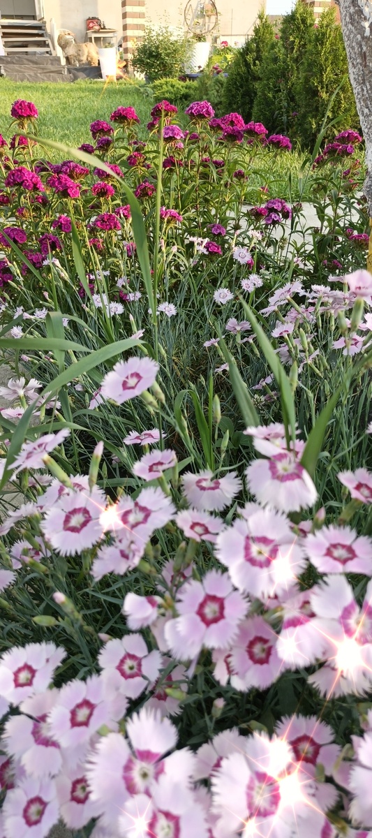 Под абрикосом гвоздика травянка(я так думаю) и турецкая.