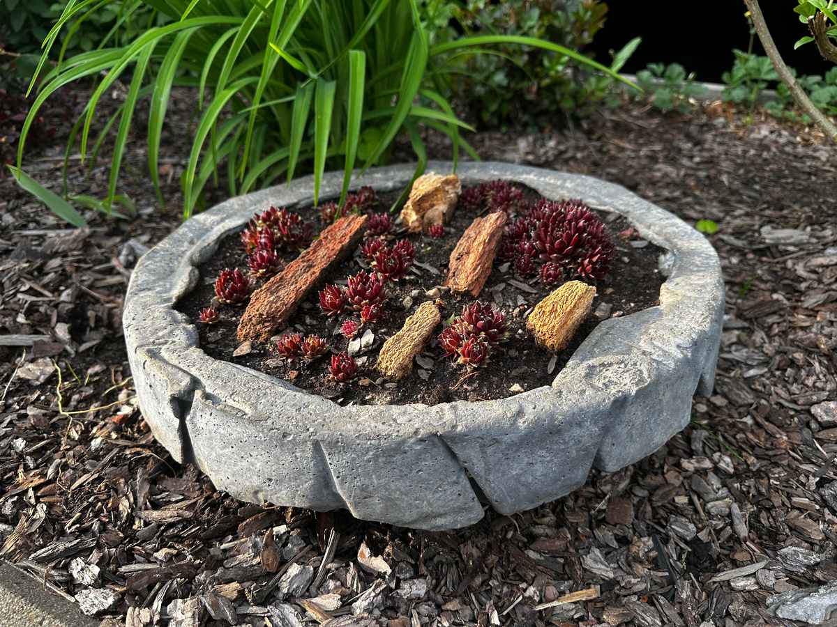 Композиция в бетонном водопроницаемом кашпо с молодилом отпрысковым