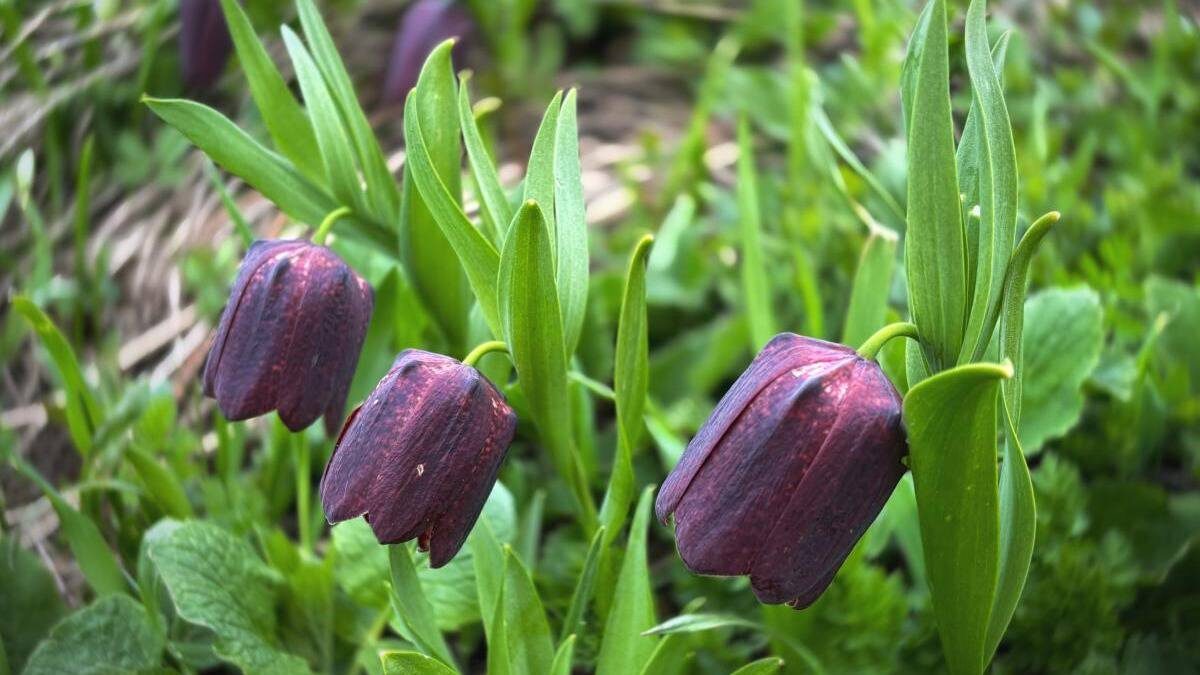    Фото: npsochi.ru