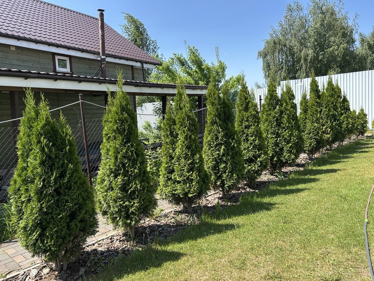 Туи до стрижки