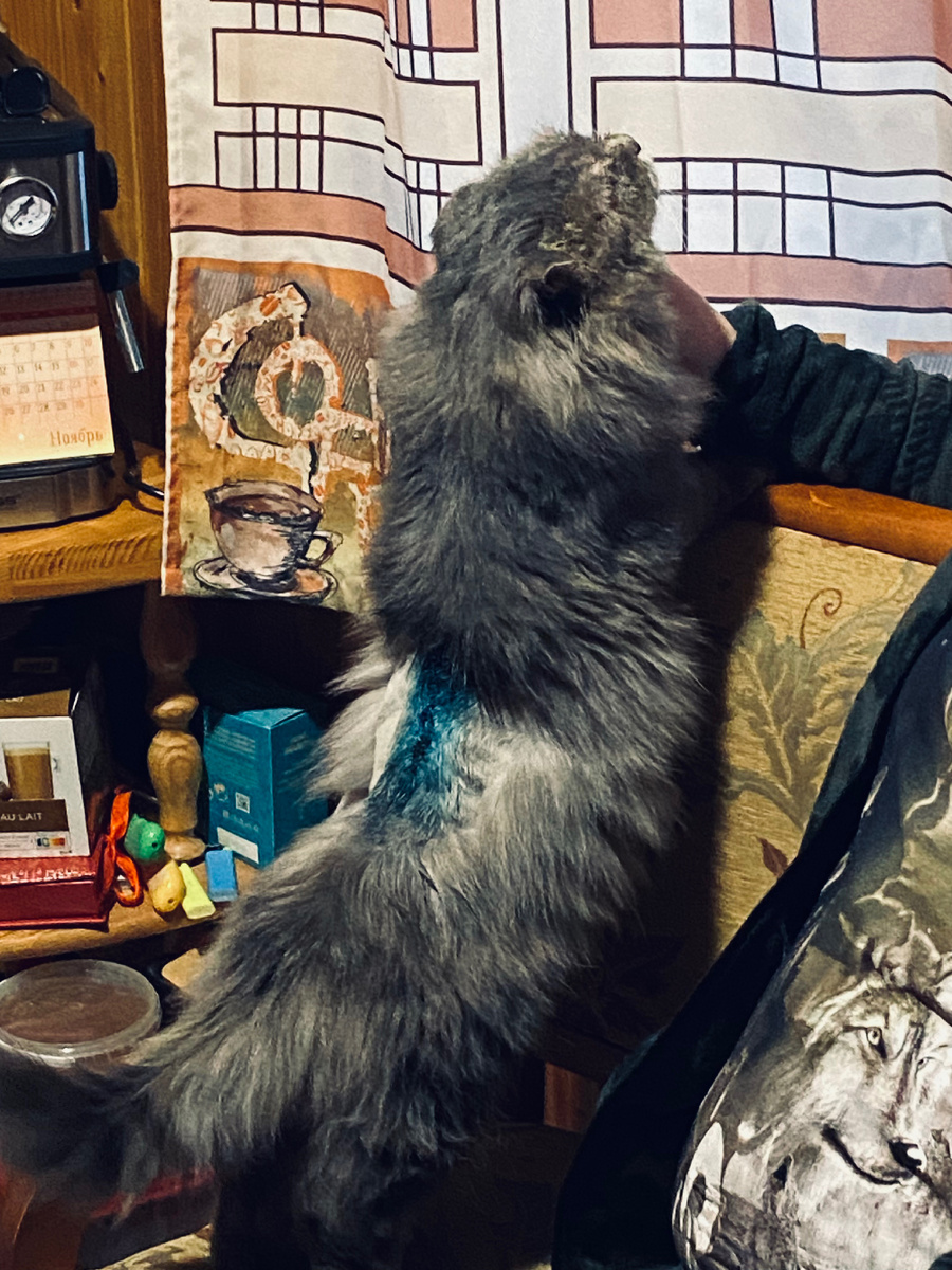 Таким был Филя 25 ноября прошлого года. Везде фото автора.