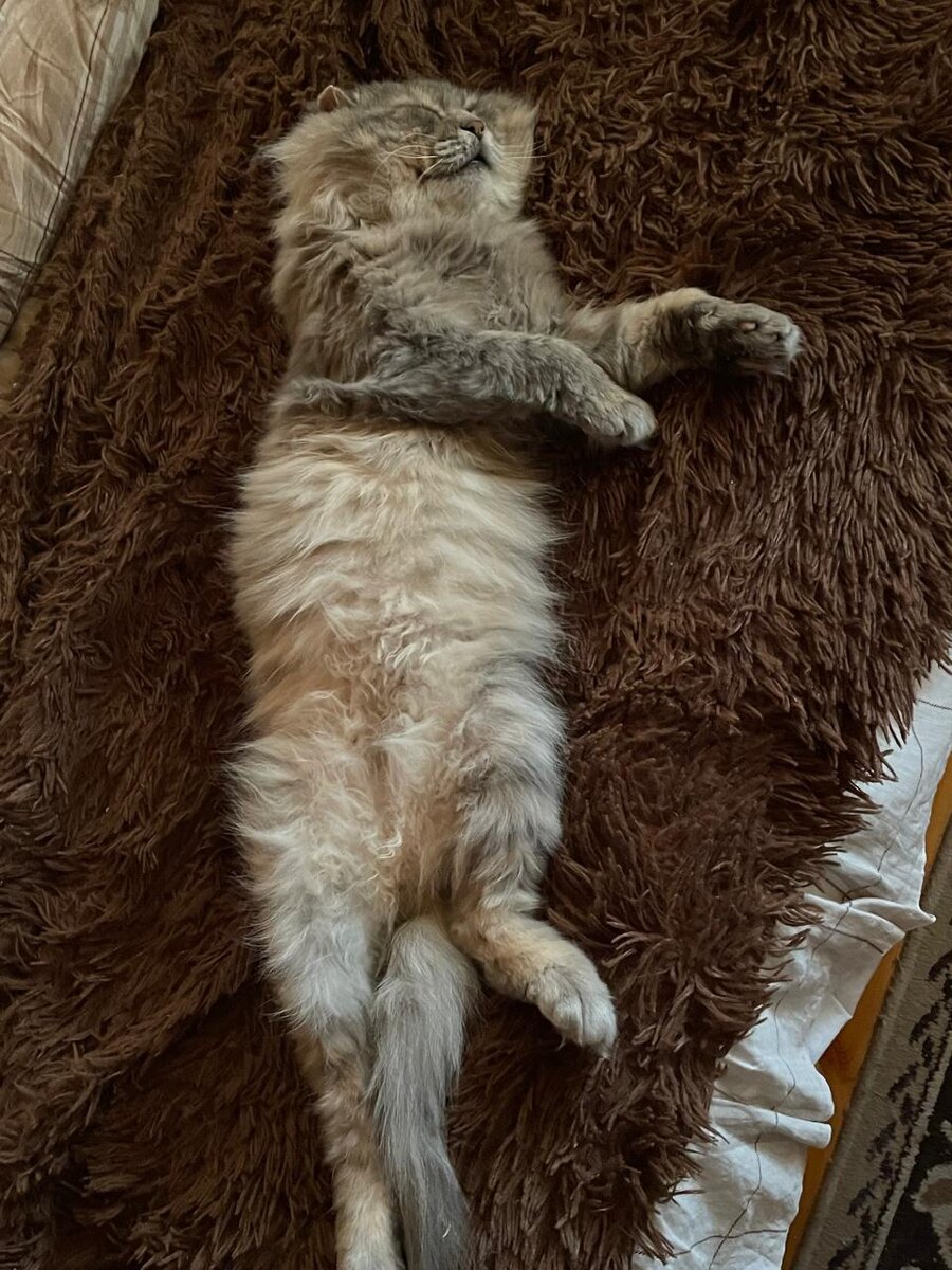 Новые жизненые ценности кота Фили.