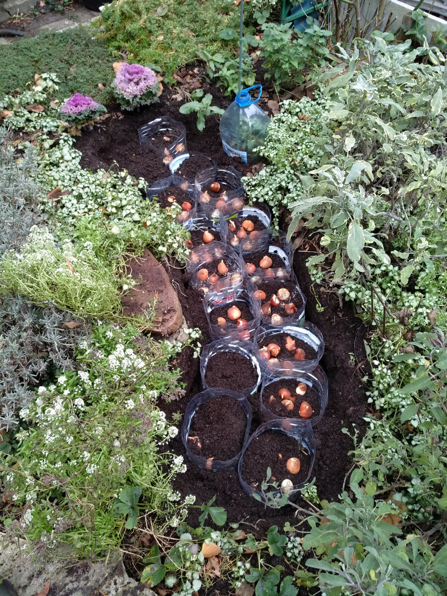 Посадка тюльпанов в саду Марины Чекалиной (Калининград). 4 фото, листайте