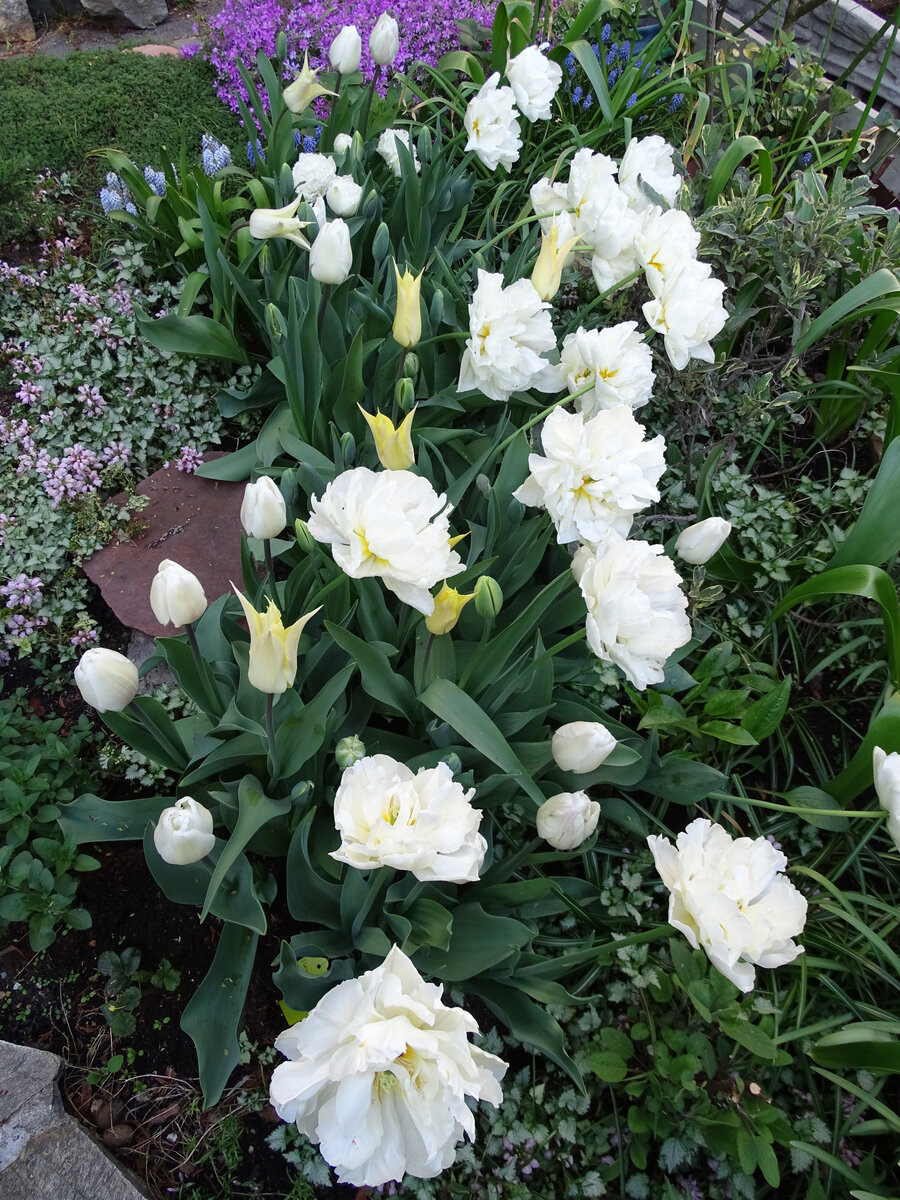 Те же тюльпаны в мае. Фото Марины Чекалиной