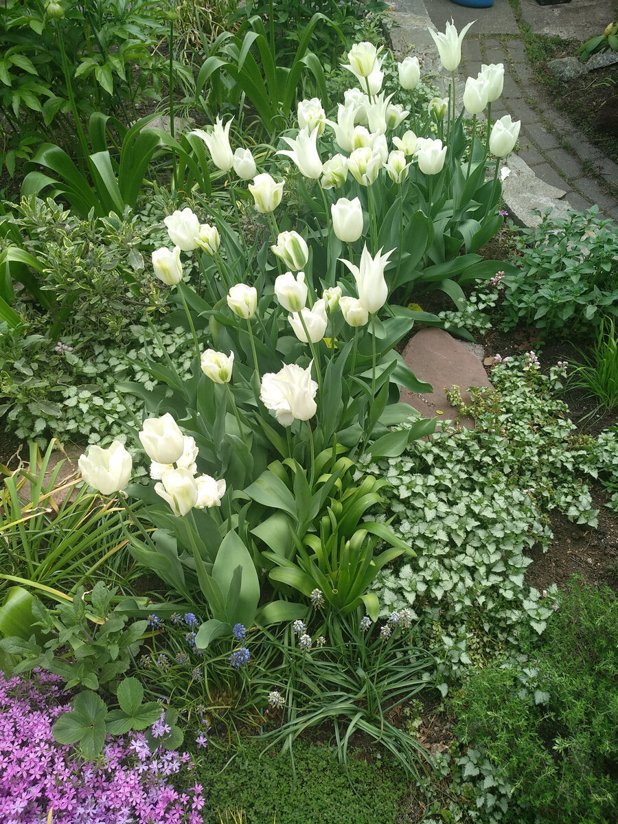 Те же тюльпаны в мае. Фото Марины Чекалиной
