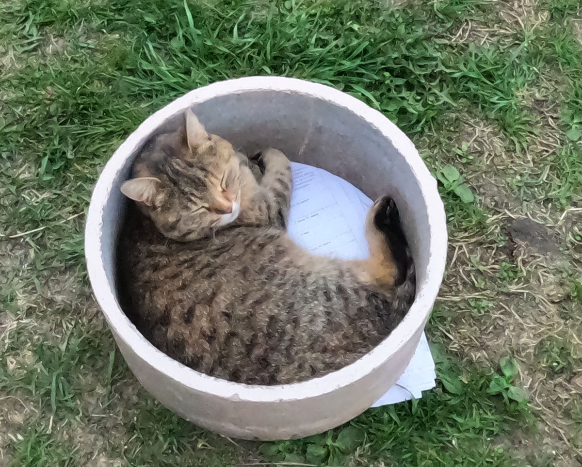 Я собралась делать клумбу, но у Моники другие планы