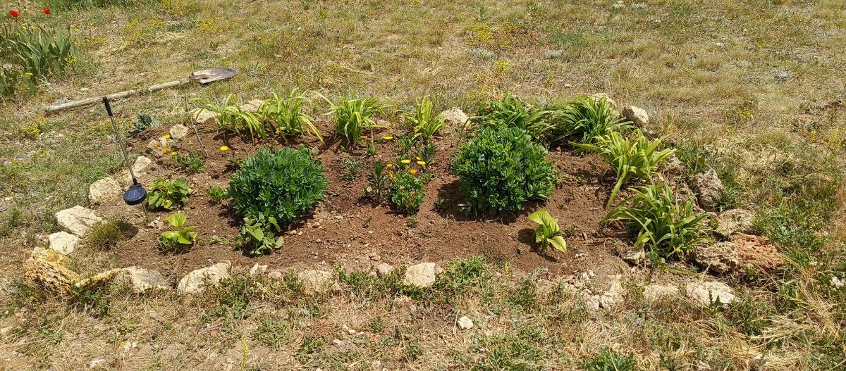 Так выглядит одна из моих клумб на даче. Я разбила ее сама осенью 2024. Сейчас только досаживаю некоторые растишки.