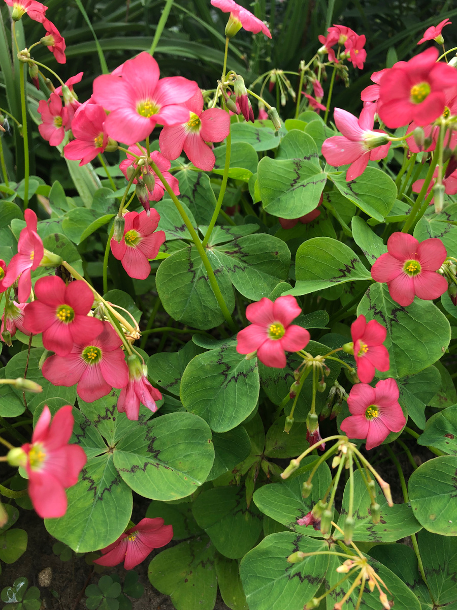 Оксалис Деппе