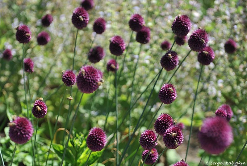 Лук круглоголовый