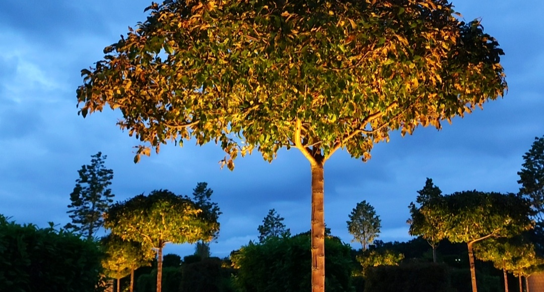 🌳🍎🌳🍎🌳🍎🌳