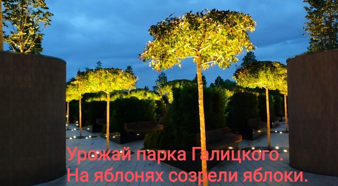 🌳🍎🌳🍎🌳🍎🌳